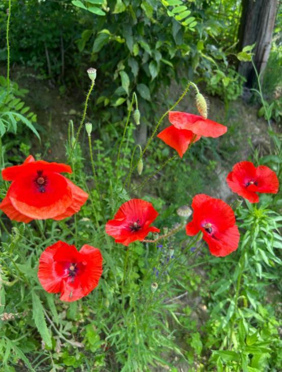 Cascina Domina Hotel Gassino Torinese Buitenkant foto